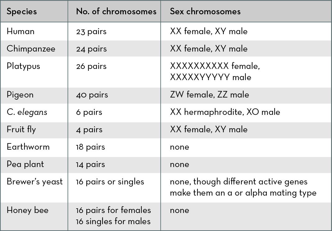 What Are Chromosomes 